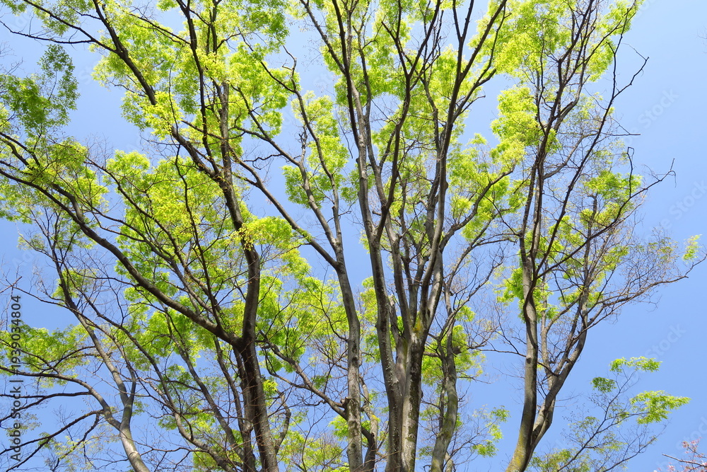 Fototapeta premium 春の朝の新緑の欅の木と青空