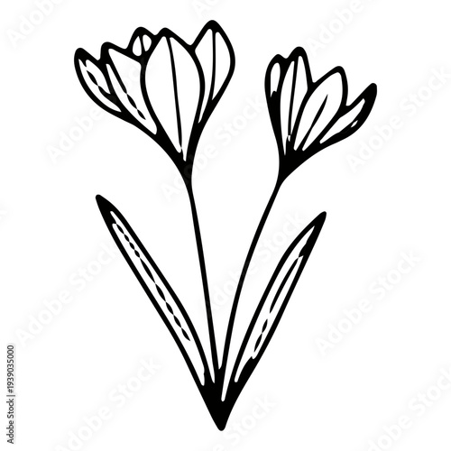 Hand Drawn Crocus Flower Icon