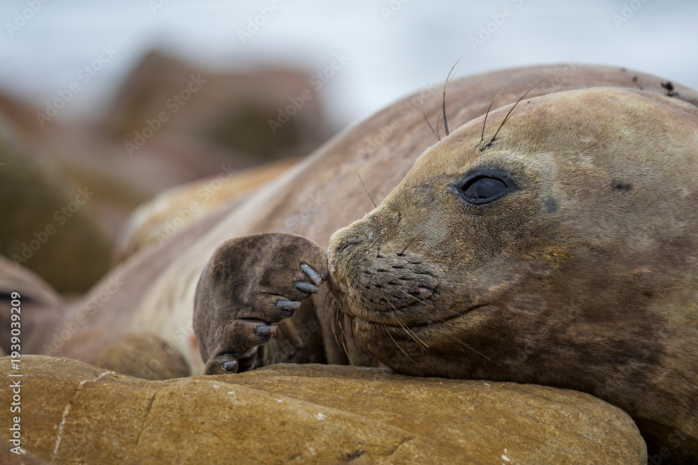 Fototapeta premium A female southern elephant seal (Mirounga leonina) moults on coastal rocks at Gouritsmond, Western Cape, South Africa.