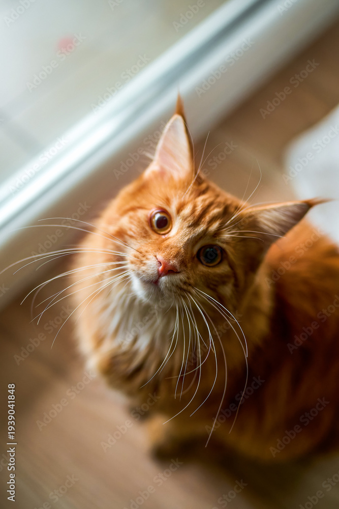 custom made wallpaper toronto digitalGentle orange cat gazing with soft eyes