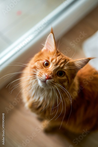 Wallpaper Mural Gentle orange cat gazing with soft eyes Torontodigital.ca