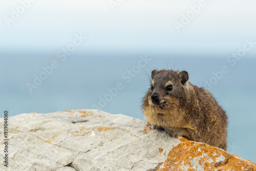 Rock hyrax or dassie (Procavia capensis) resting on coastal rocks, the Indian Ocean in the background. Fransmanshoek, Vleesbaai, Western Cape, South Africa. A small mammal in a coastal habitat.