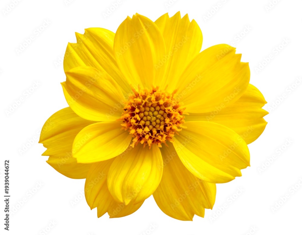 Obraz premium Vibrant yellow flower head, with layered petals radiating from a small center disc, isolated on a white background