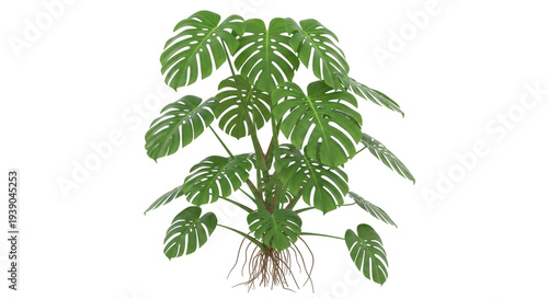 Tableau sur toile Isolated monstera deliciosa plant on a neutral setting perfect for interior desi