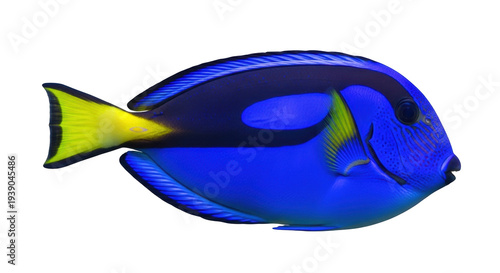 Foto Isolated Blue Tang Fish Swimming, Marine Life Aquatic Creature in Ocean, Tropica