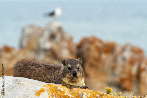 Rock hyrax or dassie (Procavia capensis) resting on coastal rocks, the Indian Ocean in the background. Fransmanshoek, Vleesbaai, Western Cape, South Africa. A small mammal in a coastal habitat.