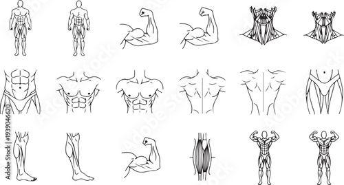 Human muscle body parts set, muscle man full body front and back, biceps, triceps, body building workout