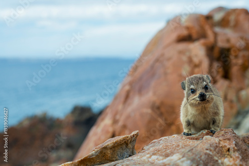 Rock hyrax or dassie (Procavia capensis) resting on coastal rocks, the Indian Ocean in the background. Fransmanshoek, Vleesbaai, Western Cape, South Africa. A small mammal in a coastal habitat.