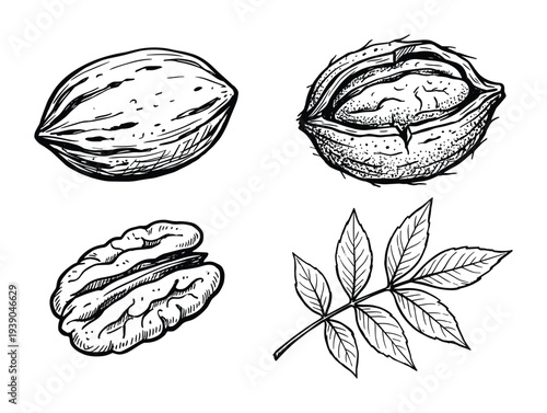 Pecan nut botanical illustration set: Open nut, shelled nut, and leaf drawing in black and white vector format.