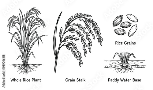 Rice plant illustration, grain stalk, rice grains and paddy water base detailed black and white vector diagram agricultural crops.