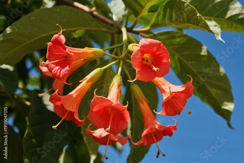 Bright red trumpet-shaped flowers hanging from a branch with green leaves against a clear blue sky