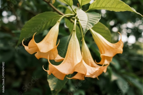 Cluster of orange trumpet-shaped flowers hanging from a branch with green leaves in a natural setting
