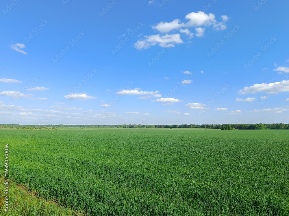 Obraz premium Expansive green field of young wheat under a blue sky. Rural agricultural landscape in the countryside. Summer scenery with a meadow and clouds