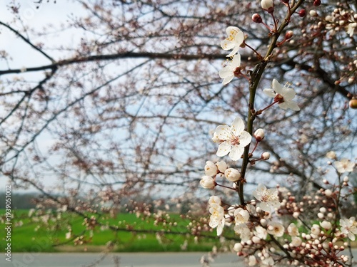 cherry blossom in spring, sakura flowers blooming in spring