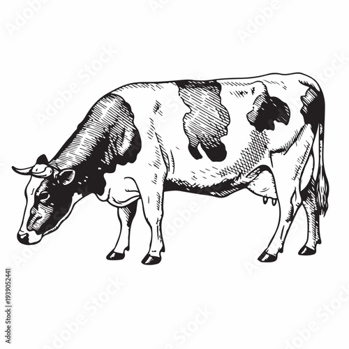 Black and white cartoon cow standing isolated on a white background