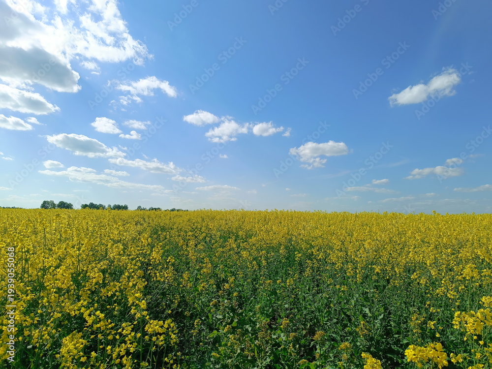 Obraz premium Vast field of blooming yellow rapeseed under a blue sky. Agricultural landscape with canola flowers on a sunny day. Springtime countryside scene