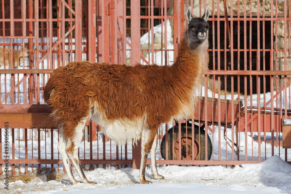 Obraz premium A brown and white llama standing in front of a fence