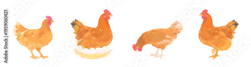 Cute cartoon farm Birds collection. Vector hand drawn illustrations of red Chicken (Hen) isolated on white background. Set of poultry clip art.