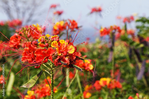 Εκτύπωση καμβά Gros plan sur les fleurs d'un flamboyant nain