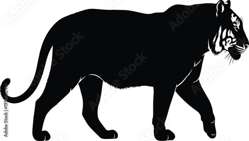 Black tiger silhouette walking, feline predator vector illustration, majestic wild cat profile, jungle animal isolated on white background, carnivorous big cat.