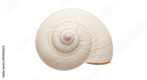 Isolated seashell of moon snail with smooth coiled shell showing a spiral shape closeup