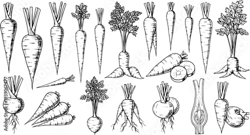 Carrot  Root Vegetable Hand-Drawn Illustration: Diverse Collection of Edible Roots