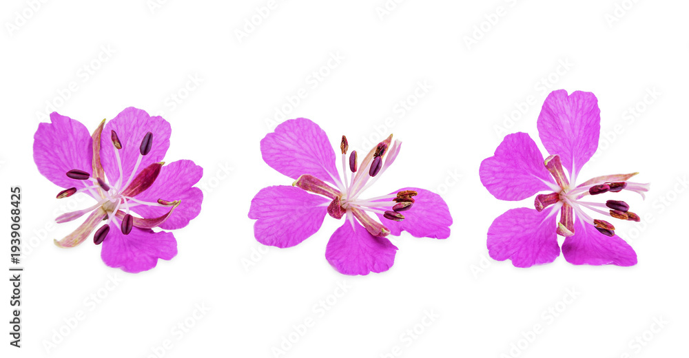 Obraz premium Flowers Plant Ivan tea on white background, clipping path. Fireweed (Rosebay Willowherb) isolated on white background