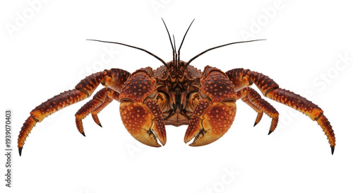 Isolated Coconut Crab Arthropod Animal with Long Antennae for Seafood Consumption