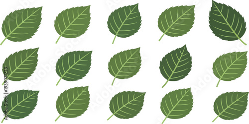 Collection of 15 green leaves with varying shapes and vein patterns on a white background