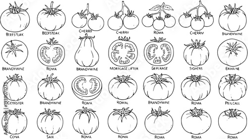 Detailed black and white line art illustration showcasing various tomato varieties like Beefsteak, Roma, Cherry, and Brandywine, perfect for botanical and gardening themes.