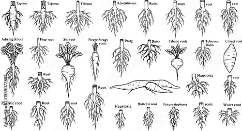 Root Systems Diversity: Botanical Illustrations of Taproots, Fibrous, Adventitious Roots, and More