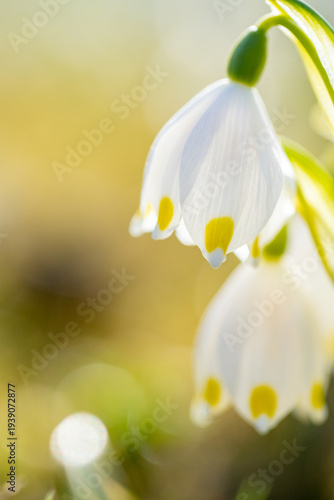 Märzenbecher in. der Nahaufnahme im Frühling bei Sonne