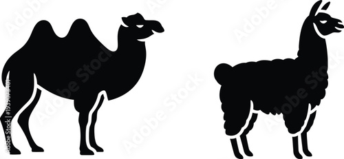 Silhouette of a camel and a llama standing side by side