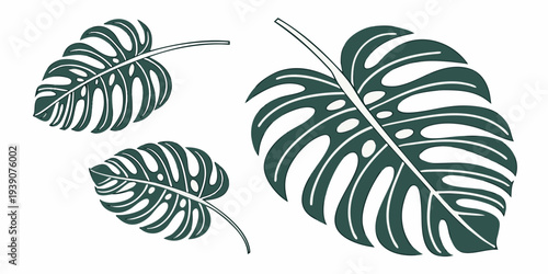 Three distinct types of leaves showcasing their unique shapes and patterns.