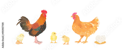 Cute cartoon farm birds collection. Vector hand drawn illustrations of Chicken family. Hen, Rooster and little Chicks isolated on white background. Set of poultry clip art.