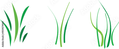 Three grass blades in varying styles a fresh botanical illustration on transparent background