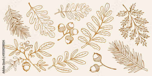 Vintage botanical illustration of various leaves acorns and branches