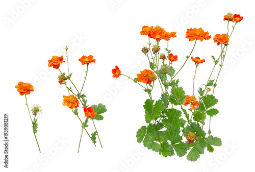 Orange avens, Geum coccineum, flowering in spring and early summer, isolated on a transparent background