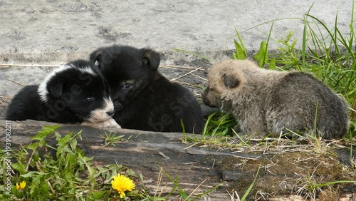 Foto Small, defenseless homeless puppies huddle together for warmth on a cold spring day