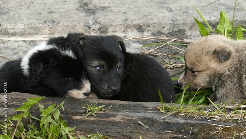 Canvas Print Small, defenseless homeless puppies huddle together for warmth on a cold spring day