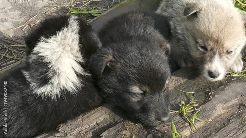 Small, defenseless homeless puppies huddle together for warmth on a cold spring day.
