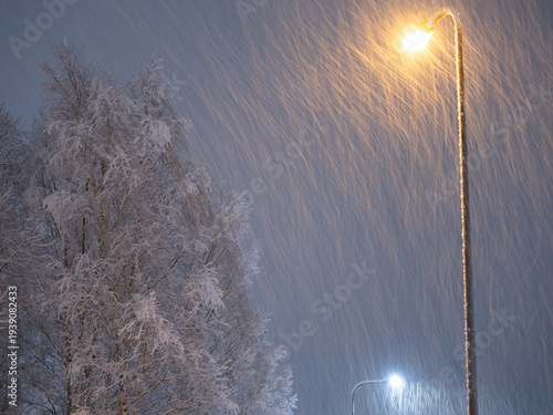 birch in heave snowfall