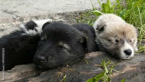 Valokuva Small, defenseless homeless puppies huddle together for warmth on a cold spring day