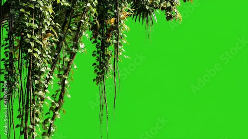 Lush Green Hanging Vines Gently Swaying Against a Vibrant Chroma Key Background Seamless Loop Nature Element