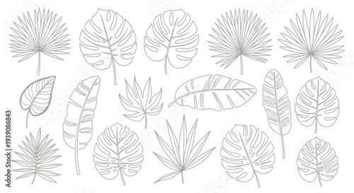 Collection of Various Leaf Illustrations.