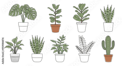 Collection of Various Potted Plants and Cacti.