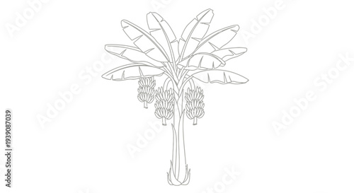 Detailed Line Drawing of a Banana Tree.