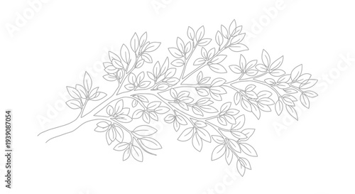 Detailed Line Drawing of Oak Leaves Branch.