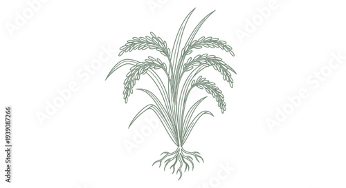 Ginger Plant with Roots and Leaves.