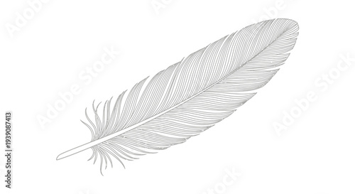 Isolated White Feather on Plain Background.